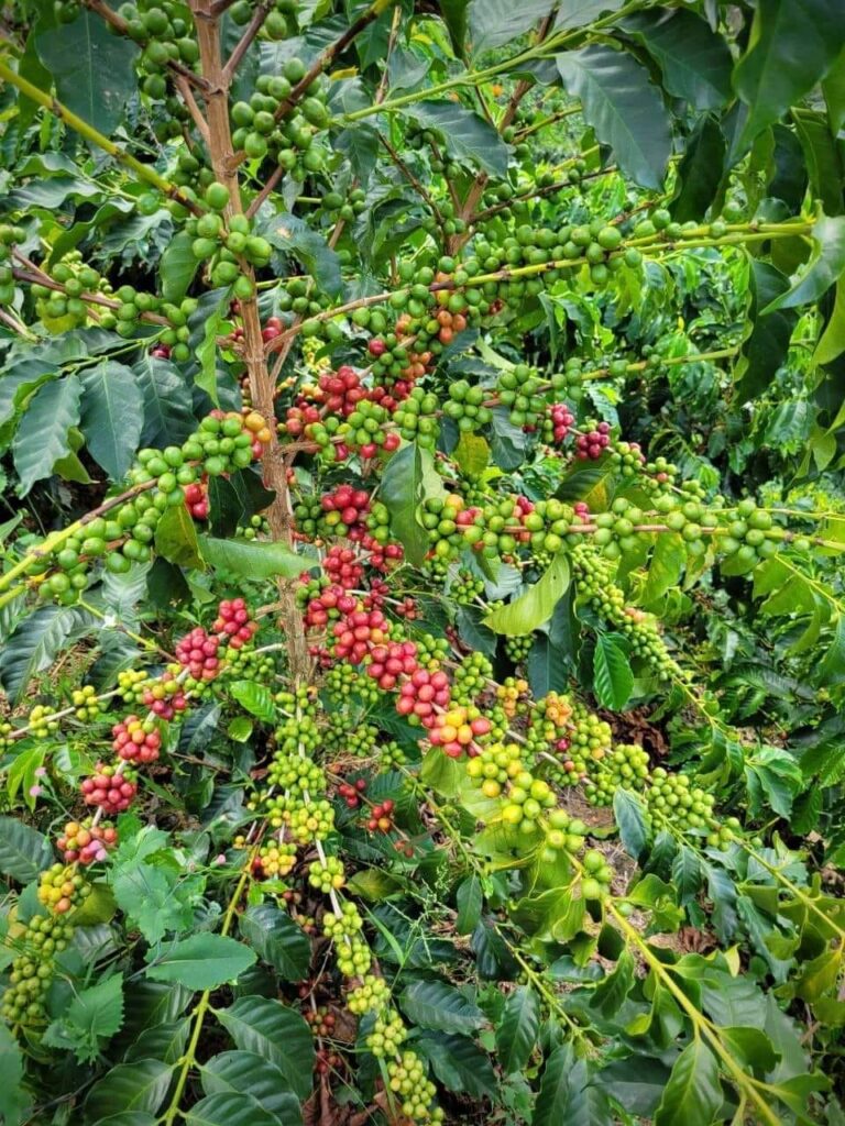 Cultivo de cafe cereza