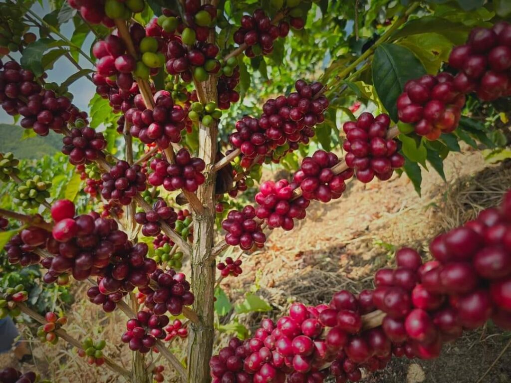 Arbol de cafe maduro El castillo