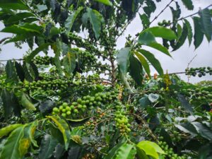 Finca Cafe El Silencio