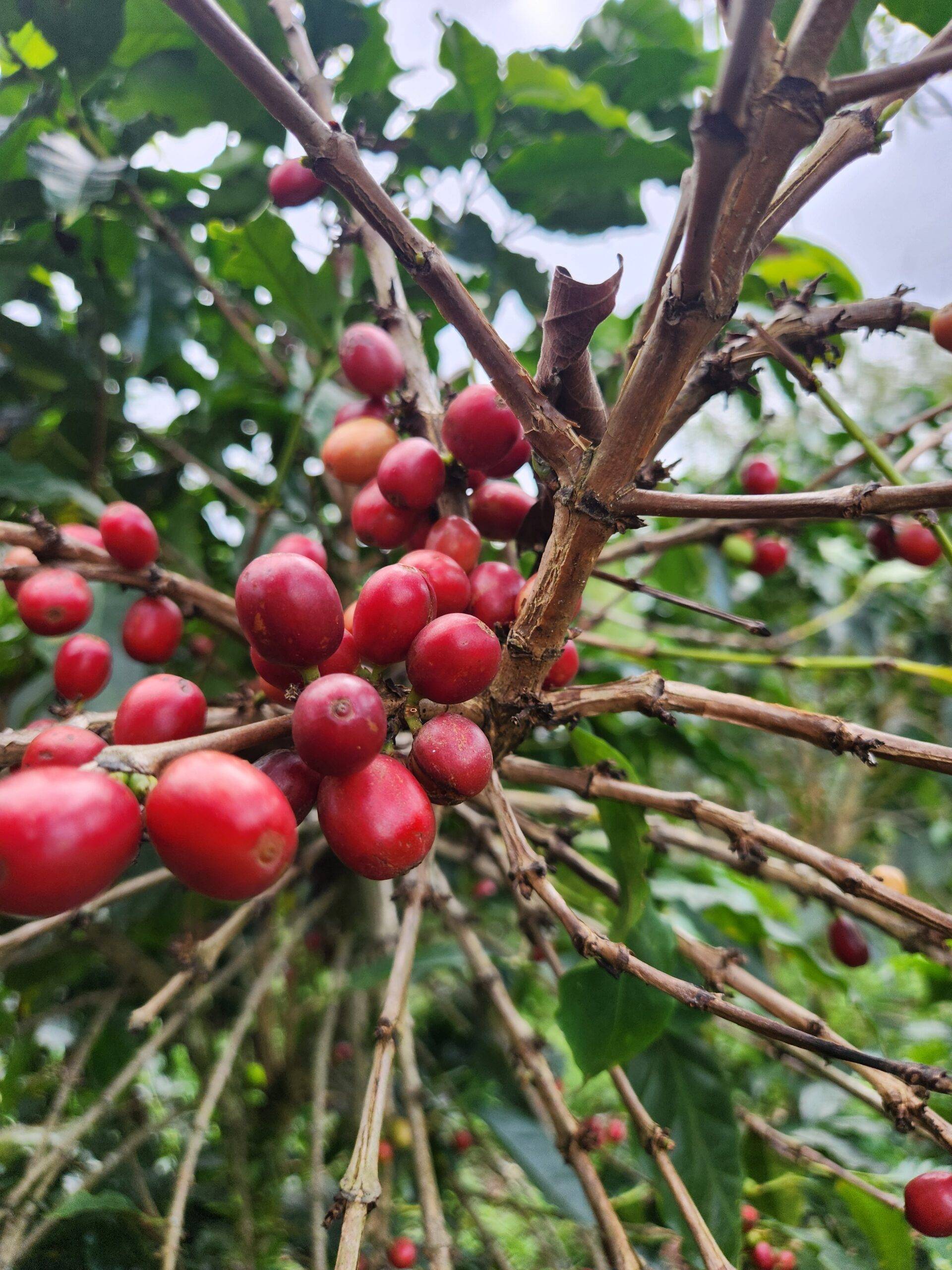 Cerezas Finca Cafe El Silencio