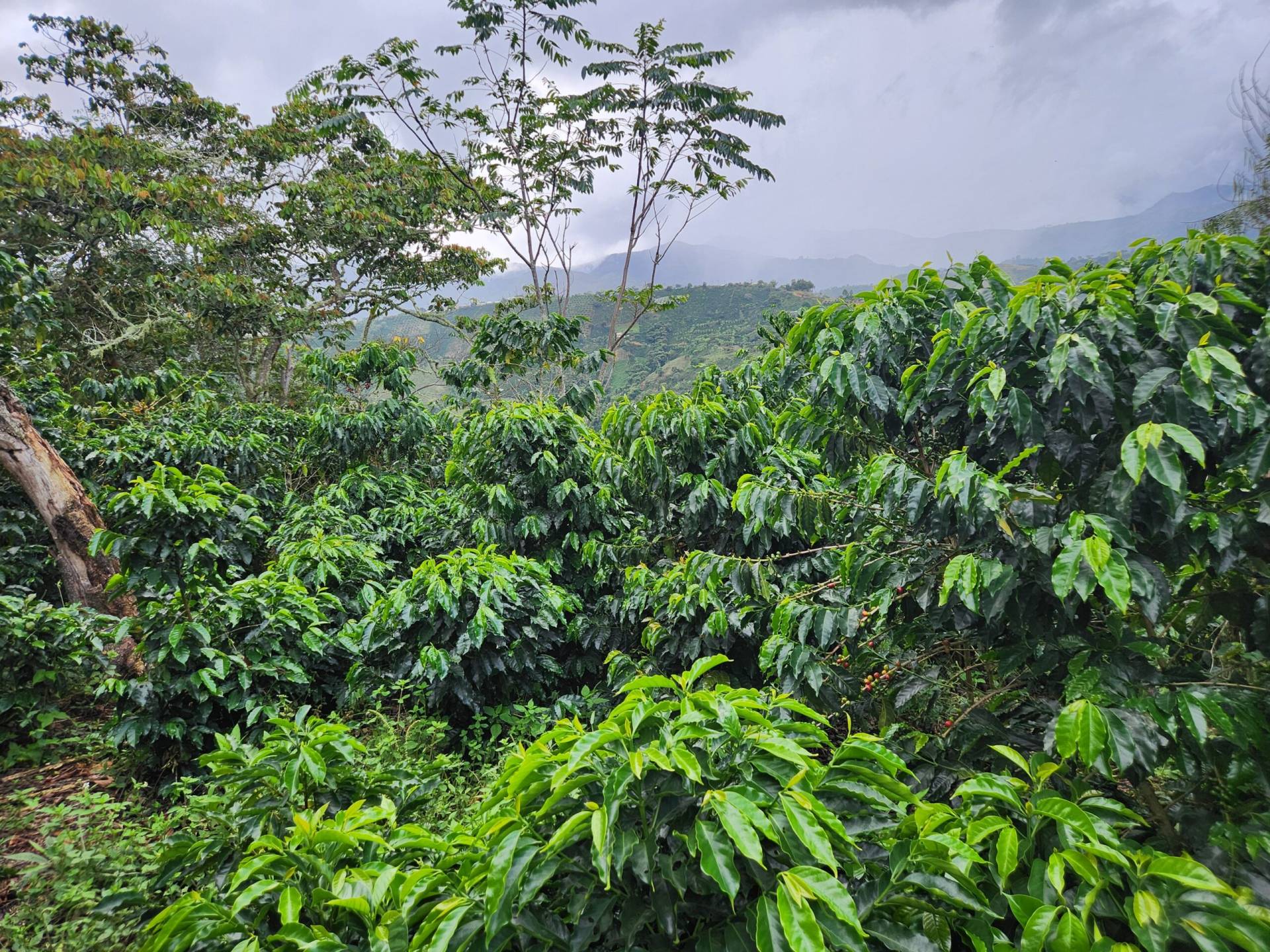 Finca el Mango Cafe El Silencio